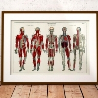 Jak wyglądałoby ludzkie ciało zaprojektowane przez inteligentnego człowieka?