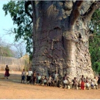 2000-letnie drzewo w Afryce Południowej zwane Drzewem Życia.