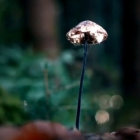 Grzybnia u grzybów jest w stanie zbierać informacje i przekazywać je odpowiednim roślinom i sąsiadom — tak naprawdę z czymkolwiek są połączone.