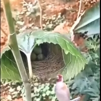 Ptak Krawczyk zszywający gniazdo z liści.