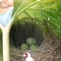Ptak Krawczyk zszywający gniazdo z liści.