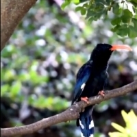 Dudek zielony (Phoeniculus purpureus)