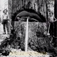 Projekt ścinania ogromnych drzew liczących tysiące lat, który nie miał innego celu, jak położenie podwalin pod zniszczenie obecnej cywilizacji.