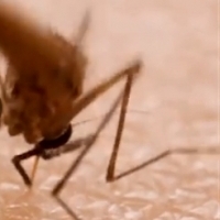 Komary potrafią wyssać krew 2-3 razy większą od swojej masy ciała.