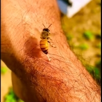 Dlaczego pszczoły żądlą?