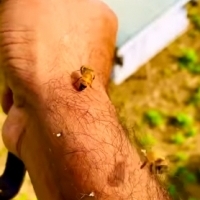 Dlaczego pszczoły żądlą?