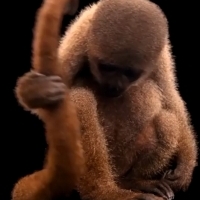Szara włochata małpa (Lagothrix lagothricha cana) lub włochata małpa Geoffroya to podgatunek włochatej małpy powszechnej w Ameryce Południowej.