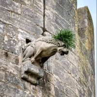 Gargulec na murach obronnych.