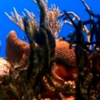 Co to jest koral?