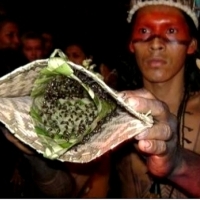 Najbardziej bolesny rytuał inicjacji dla plemienia Satere-Mawe z Amazonii.