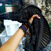 Spinozaur zwana także filipińską jaszczurką żaglową, najbardziej anachroniczny smok na Filipinach.