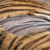 Czy wiesz, że skóra tygrysa jest prążkowana jak w futrze?