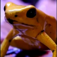 Złota trująca żaba, nazwa naukowa: (Phyllobates terribilis).
