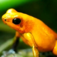 Złota trująca żaba, nazwa naukowa: (Phyllobates terribilis).