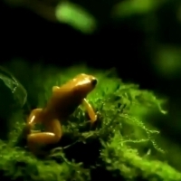 Złota trująca żaba, nazwa naukowa: (Phyllobates terribilis).
