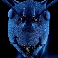 Wczoraj był komar, dzisiaj twarz mrówki pod mikroskopem elektronowym