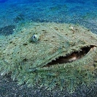 Czernica wobbegong, rekin dywanowy, jest jedynym członkiem własnego rodzaju rodziny Orectolobidae.