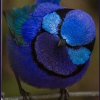 Niebieski ptak.