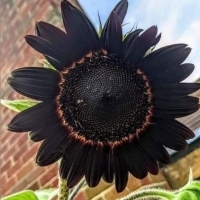 Czarny słonecznik.
