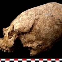 Starożytna wydłużona czaszka z Iranu.