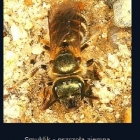 Platforma antygrawitacyjna Wiktora Stiepanowicza Grebennikowa.