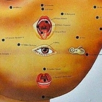 Miejsca na uchu odpowiadające odpowiednim narządom i częściom ciała.