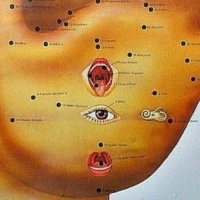 Miejsca na uchu odpowiadające odpowiednim narządom i częściom ciała.