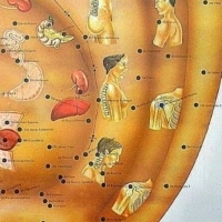 Miejsca na uchu odpowiadające odpowiednim narządom i częściom ciała.