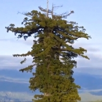 To najwyższe żywe drzewo na świecie.