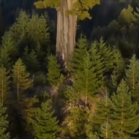 To najwyższe żywe drzewo na świecie.