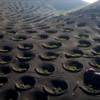 Winnice na polach wypełnionych popiołem wulkanicznym Lanzarote na Wyspach Kanaryjskich.