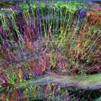 Używając techniki Brainbow, przyglądasz się komórkom mózgowym w hipokampie!