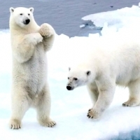 Futro niedźwiedzi polarnych nie jest tak białe, jak nam się wydaje.