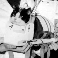 Felicette, pierwsza kotka, która poleciała w kosmos i jako jedyna przeżyła lot kosmiczny!