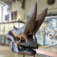 Bardzo dobrze zachowaną czaszkę Arsinoitherium w 1902 roku w Afryce.