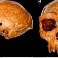 W 1922 r. w Afryce Południowej znaleziono czaszkę neandertalczyka.