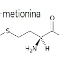 L-metionina