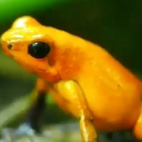Żaba złocista, nazwa naukowa: (Phyllobates terribilis).