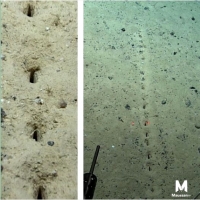 Oceanografowie odkryli szereg otworów ułożonych w linii prostej, które wydawały się być wyrzeźbione na dnie morza.