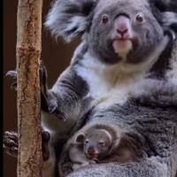 Maleńki koala poznaje świat.