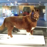 Balto, syberyjski pies husky, który został zabalsamowany po śmierci, aby uczynić go nieśmiertelnym.