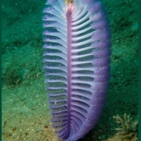 Pennatulacea to rząd koralowców, znany również jako pióra morskie.