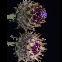 Karczoch, naukowo nazwany Cynara cardunculus, jest rośliną przypominającą oset i ma ekscytującą historię.