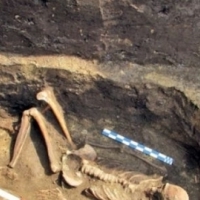 najciekawszym ze wszystkich jest 10-metrowy szkielet znaleziony w 1976 r.