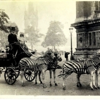 Lionel Walter Rothschild's zebra carriage as it appeared on the streets of London in 1894.