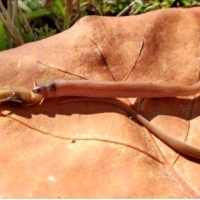 Wąż koronny Rim Rock. Wąż, który prawie całe życie spędza pod ziemią, jest najrzadszym wężem w Ameryce Północnej.