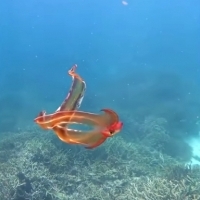 Nagrano wideo bardzo rzadkiej ośmiornicy pelagicznej.