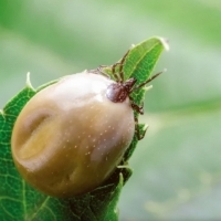 W Polsce występuje 21 gatunków kleszczy, a najpowszechniejszy jest kleszcz pospolity (Ixodes ricinus).