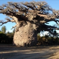 Baobaby rosną w 32 krajach afrykańskich.