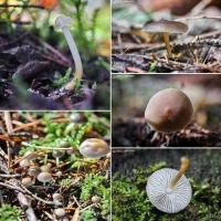Te wiosenne grzyby można zbierać już teraz. Uważaj, łatwo pomylić je z trującym gatunkiem.